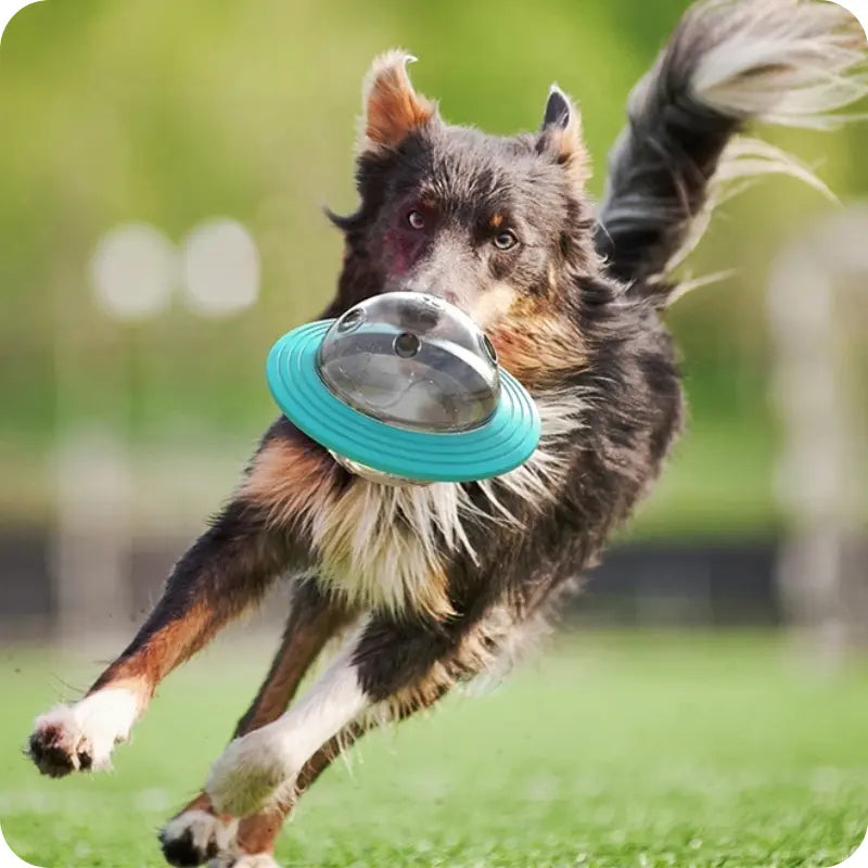 PetPlay Ball - Bola de Alimentação e Brinquedo para Cães