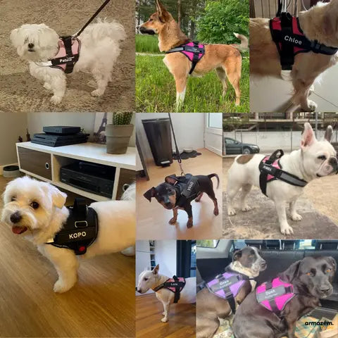 SafePet™ - Coleira Peitoral Premium Personalizada