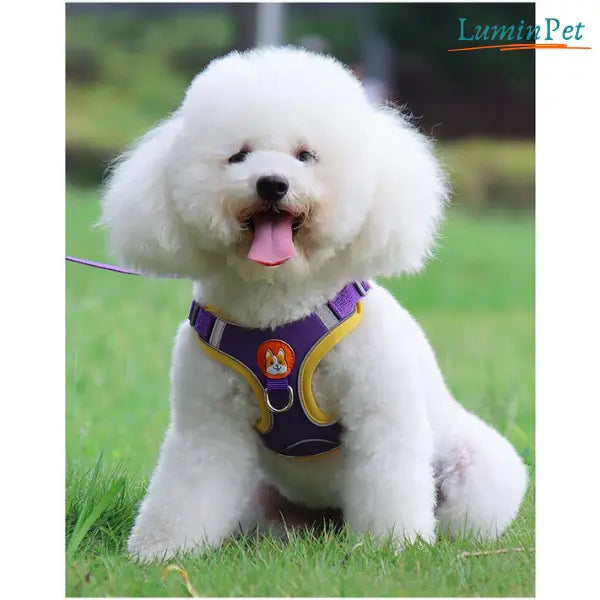 Colete Peitoral LuminPet™ - Elegância e Segurança